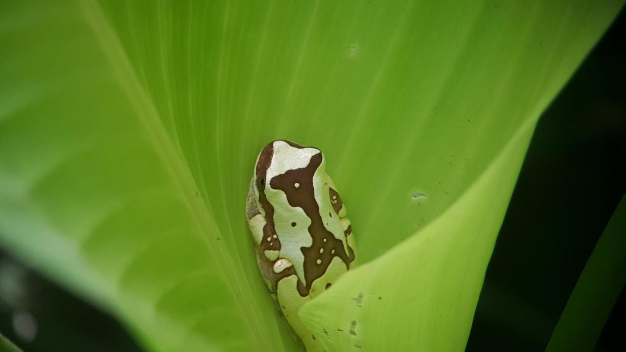 Hotel La Mariposa Manuel Antonio Kültér fotó