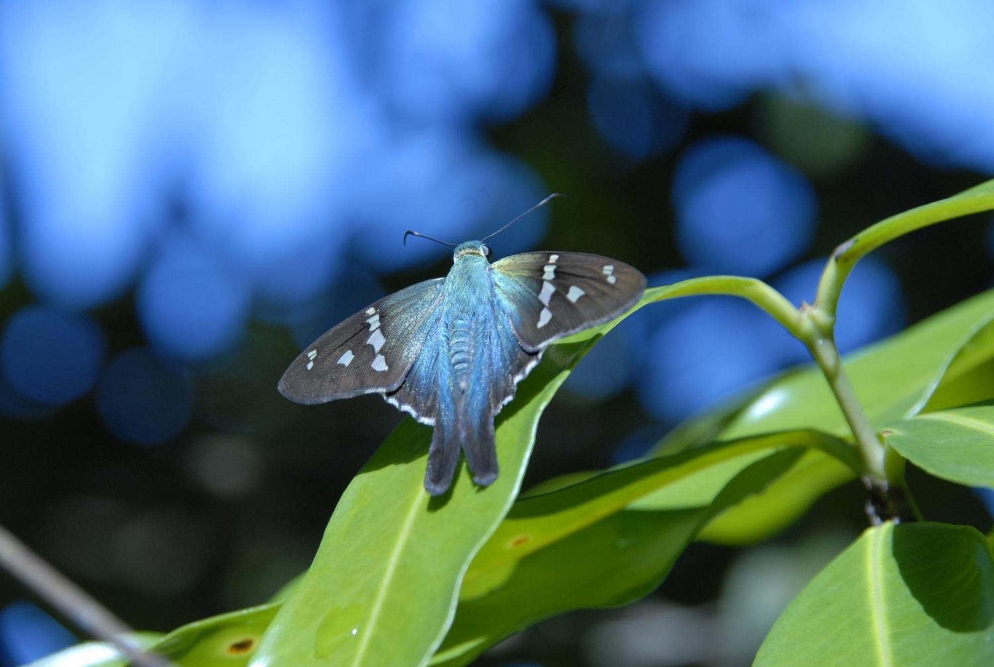 Hotel La Mariposa Manuel Antonio Kültér fotó