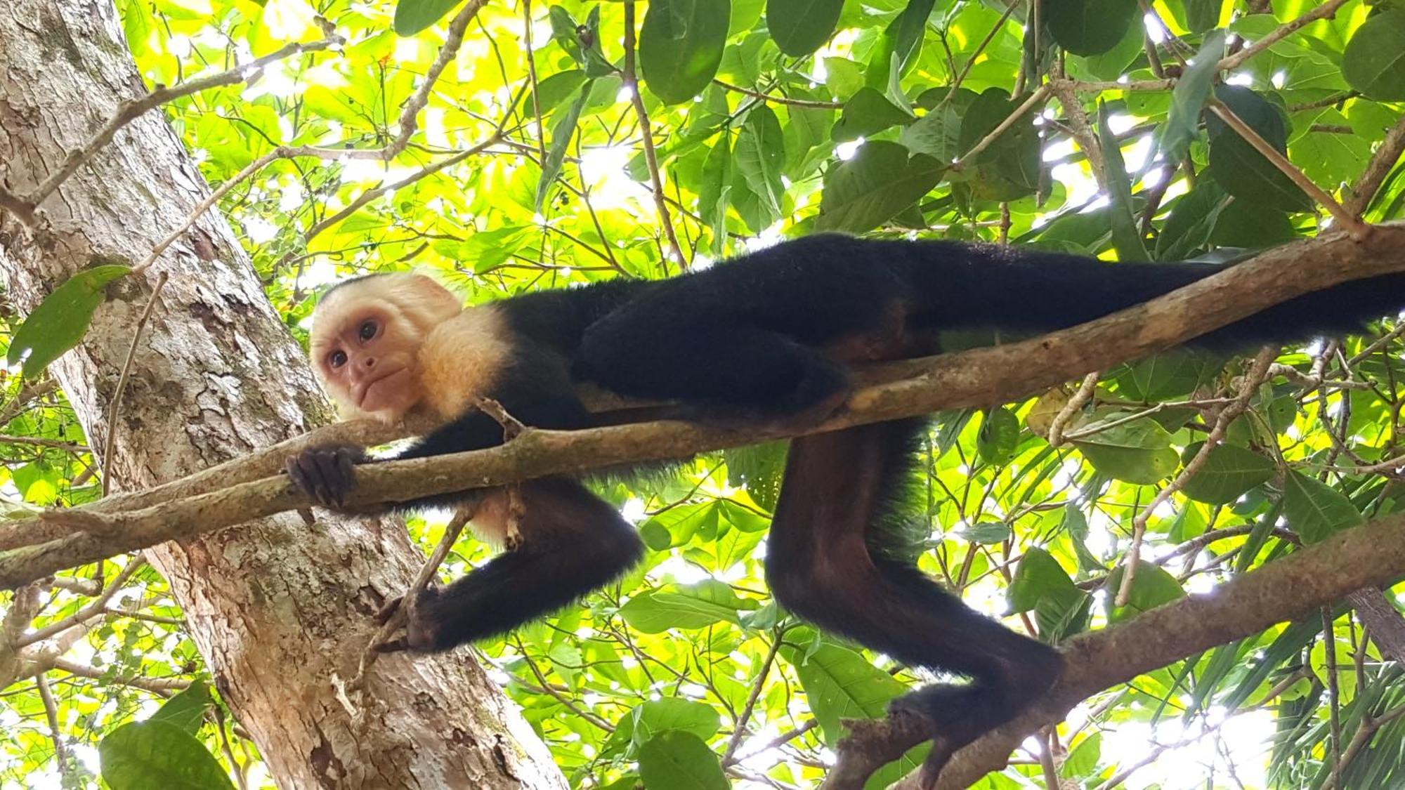 Hotel La Mariposa Manuel Antonio Kültér fotó